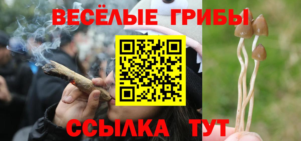 Гурьевск  Галлюциногенные грибы Psilocybine cubensis  Вход с VPN 